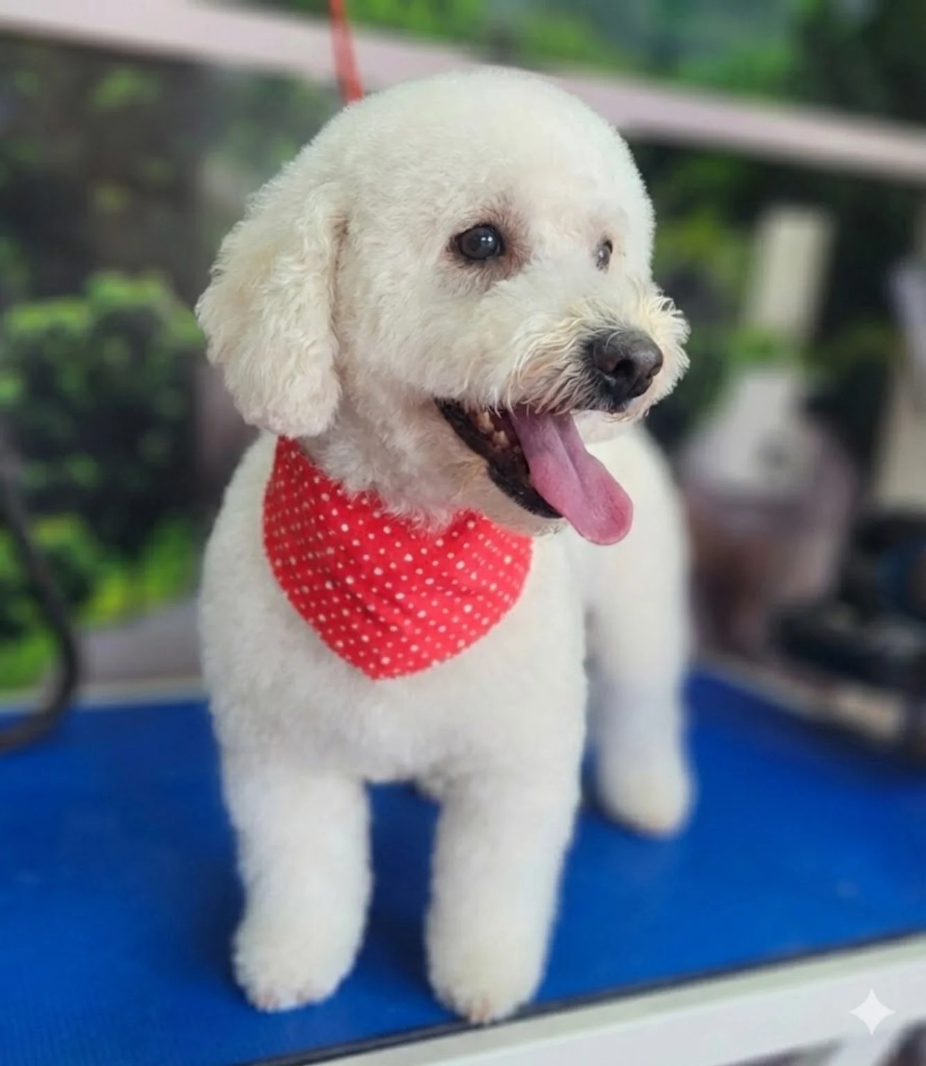 Perro recién arreglado para BathCare Spa con bandana roja de lunares