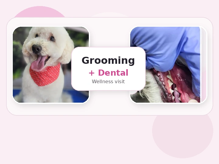 Imagen de FullCare Wellness con grooming más mantenimiento dental