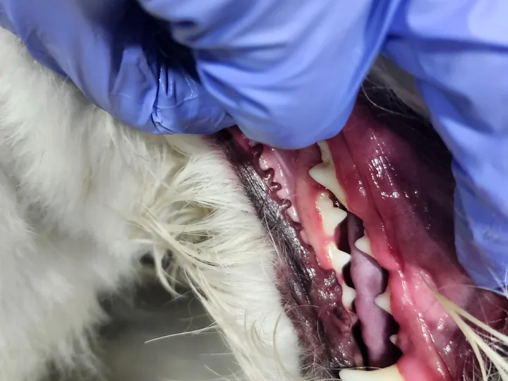 SmileCare Dental · My Luz Canino Miami
