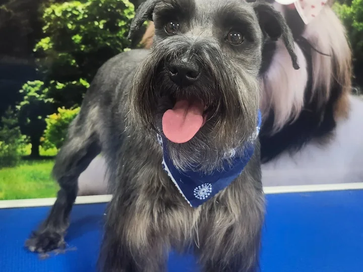 StyleCare Grooming · My Luz Canino Miami