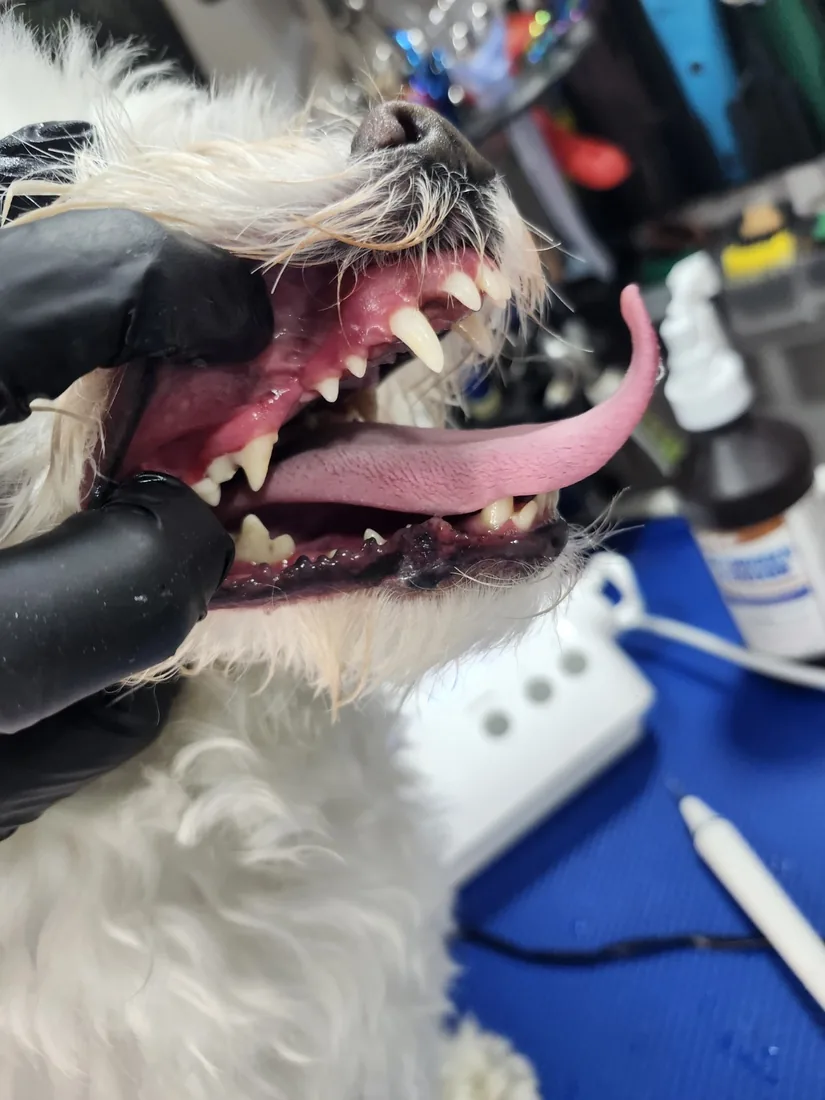 Canine Dental Hygiene in Miami by My Luz Canino