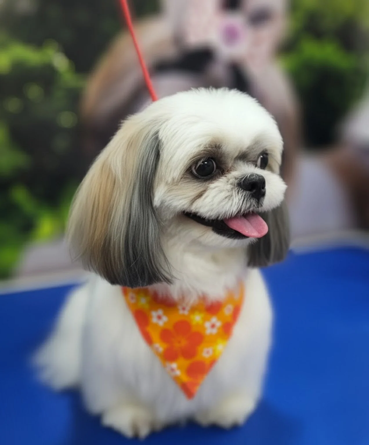 Small dog after grooming