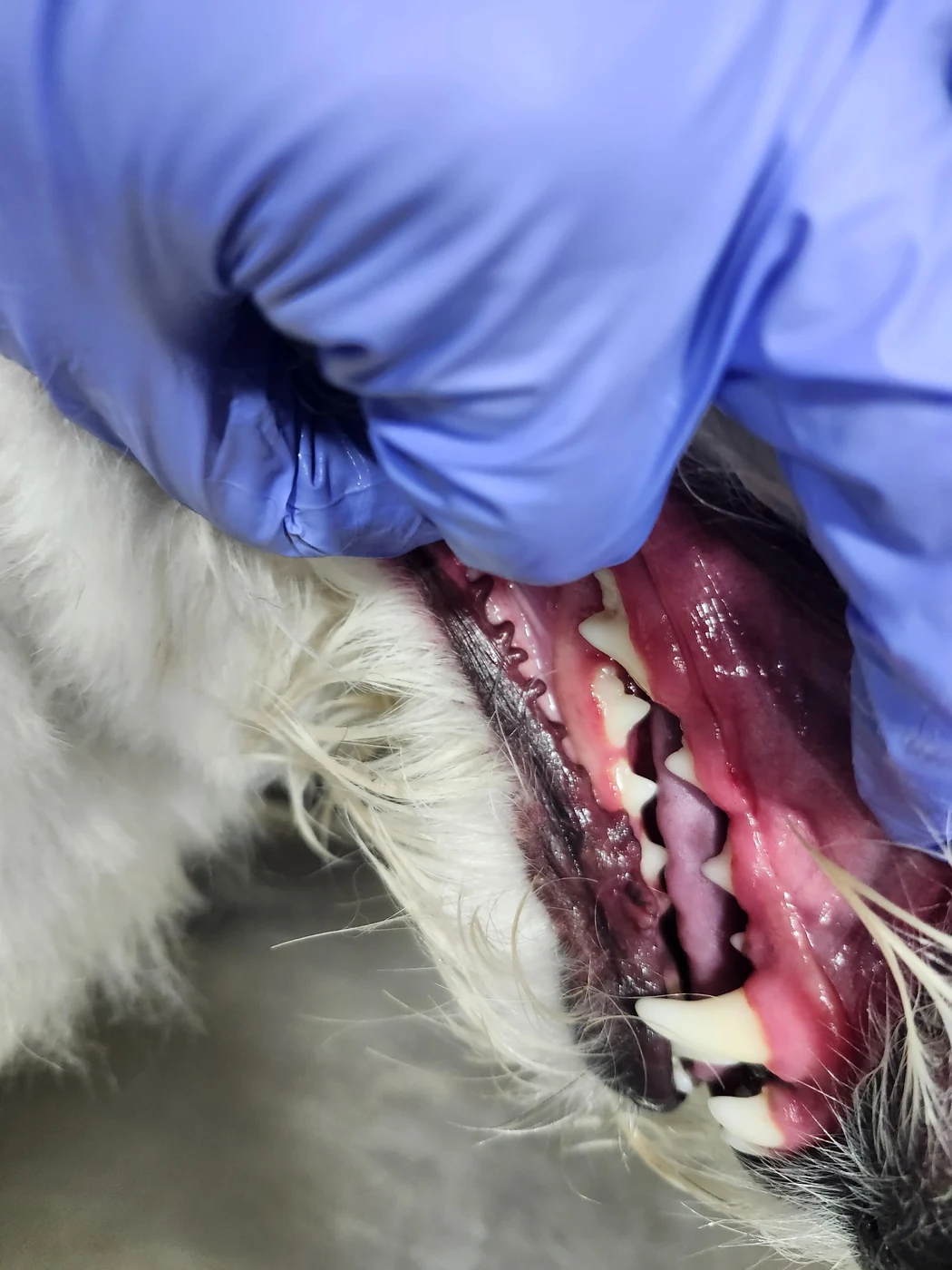 Canine dental hygiene by My Luz Canino
